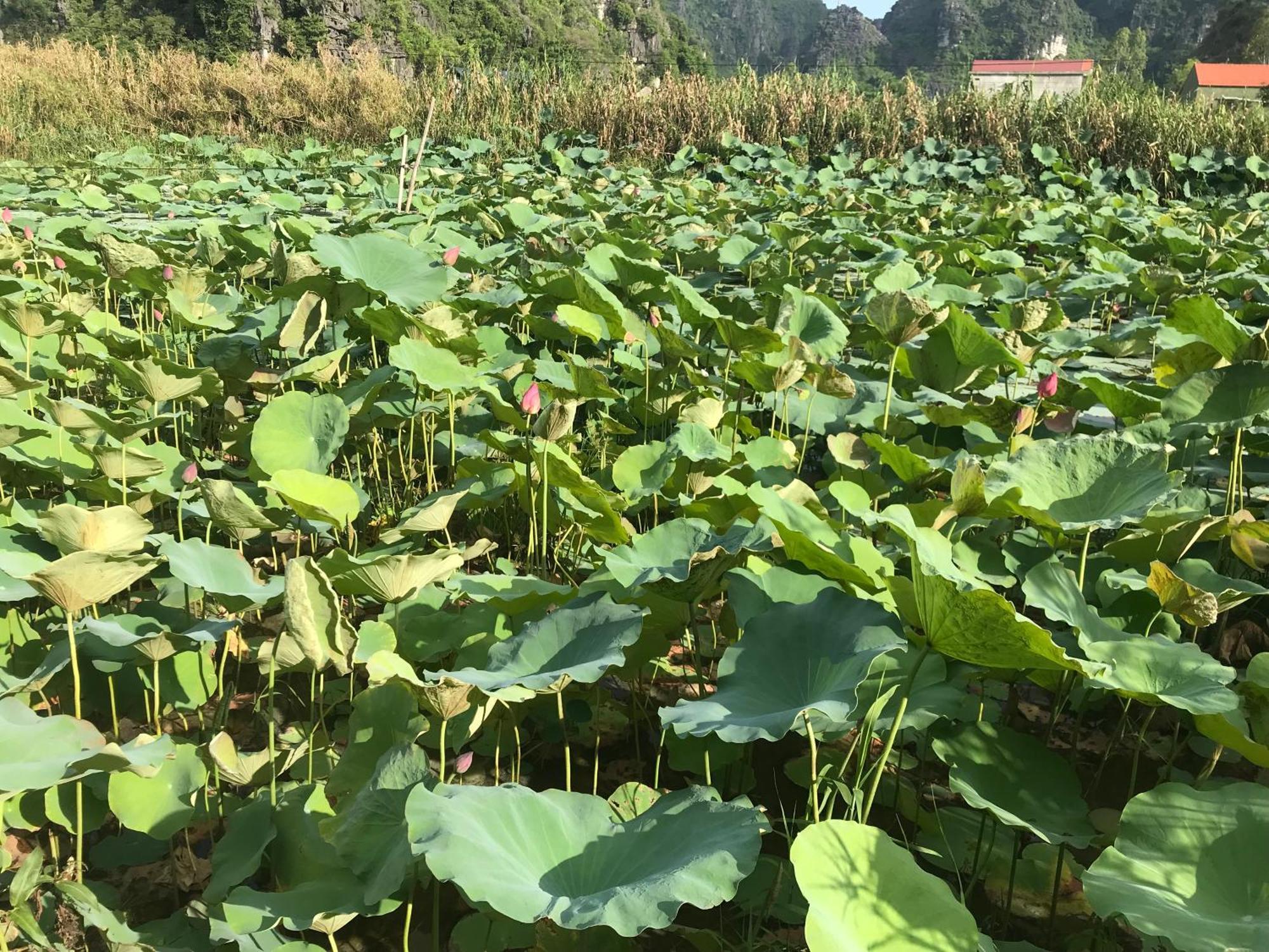 Hotel Trang An Lim Garden Xuan Son Zewnętrze zdjęcie